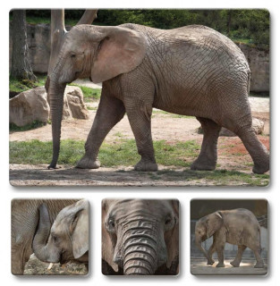 Loto-trio  Zvířata v ZOO 2 –  dětské vzdělávací hry